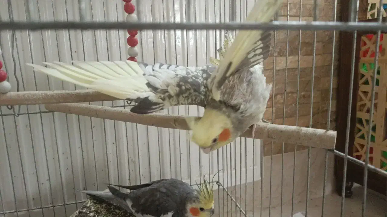 عروس هلندی|پرنده|قم, حاج زینل|دیوار