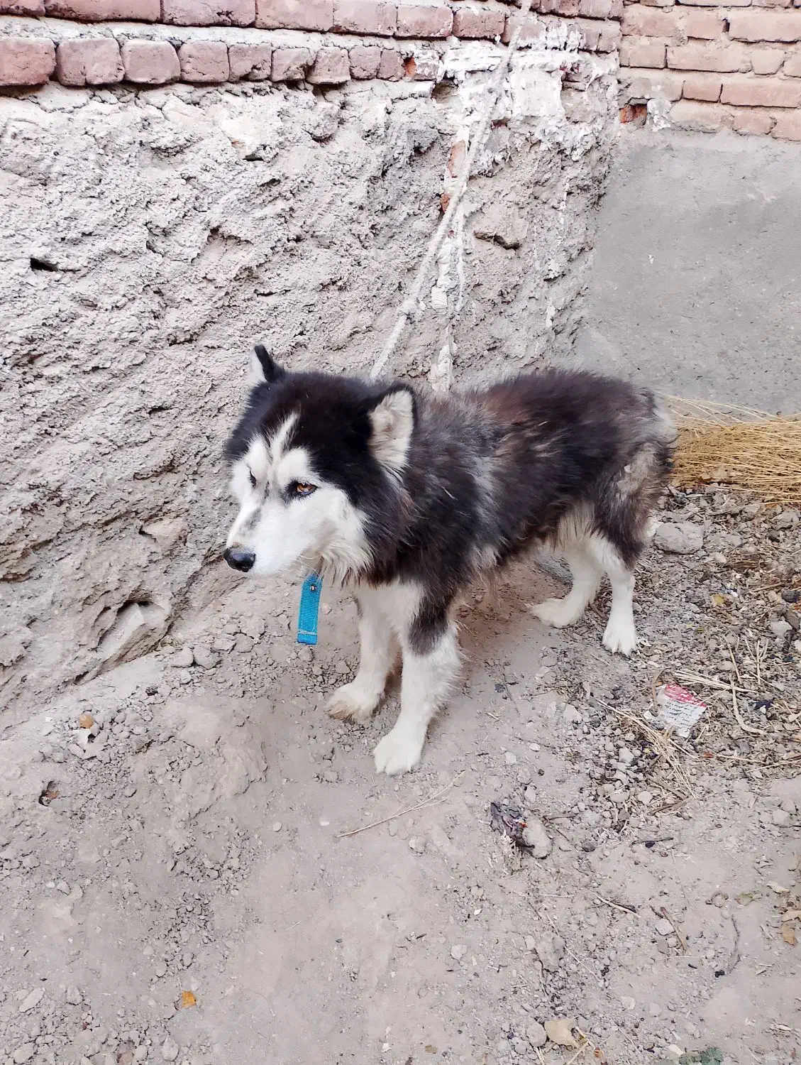 هاسکی|سگ|بناب, |دیوار