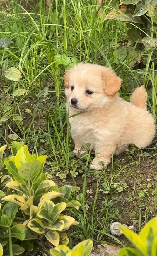 سگ اشپیتز ماده|سگ|رشت, حومه رشت|دیوار