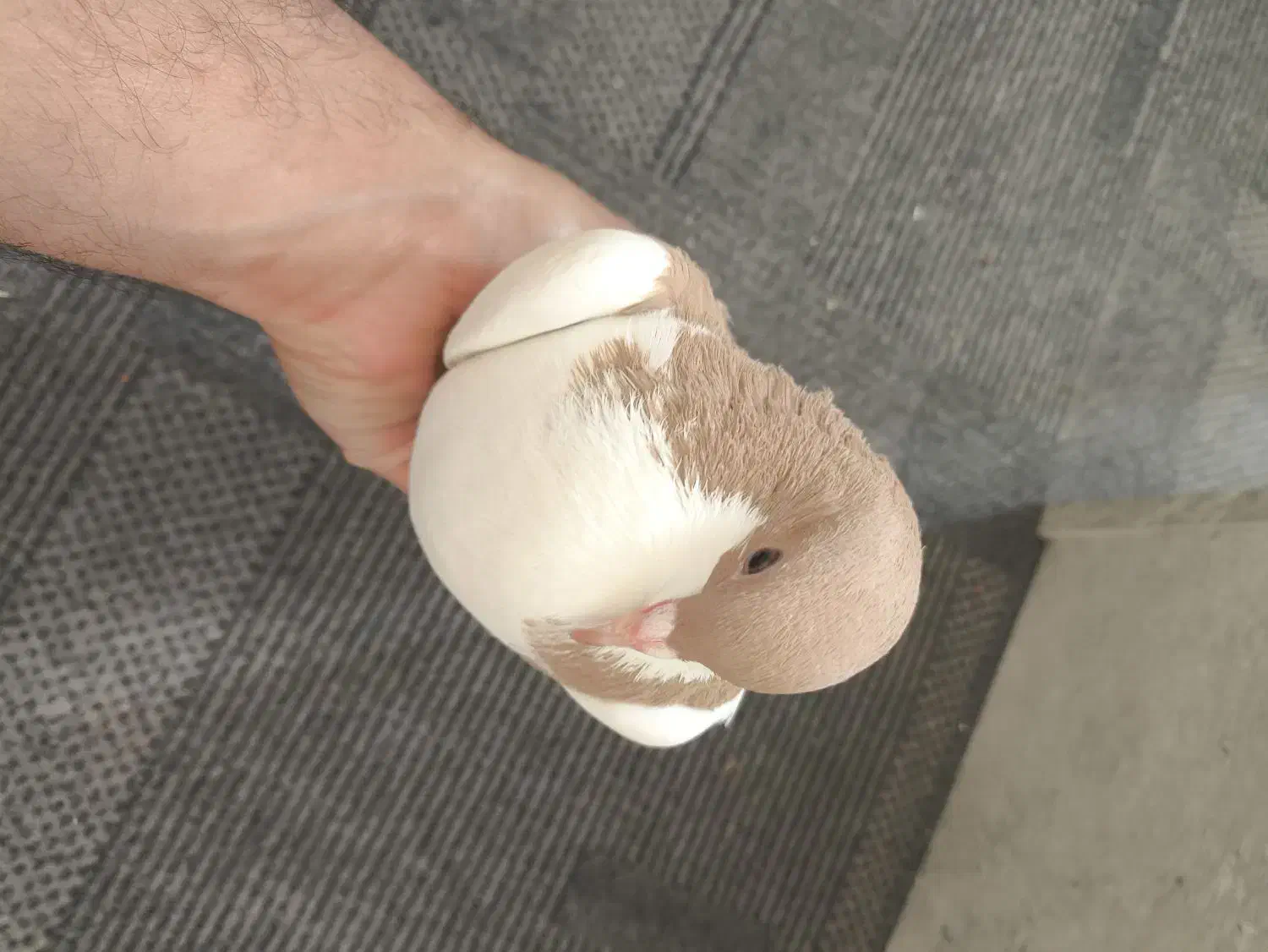 یال زرد نر|پرنده|شیراز, امام حسین|دیوار