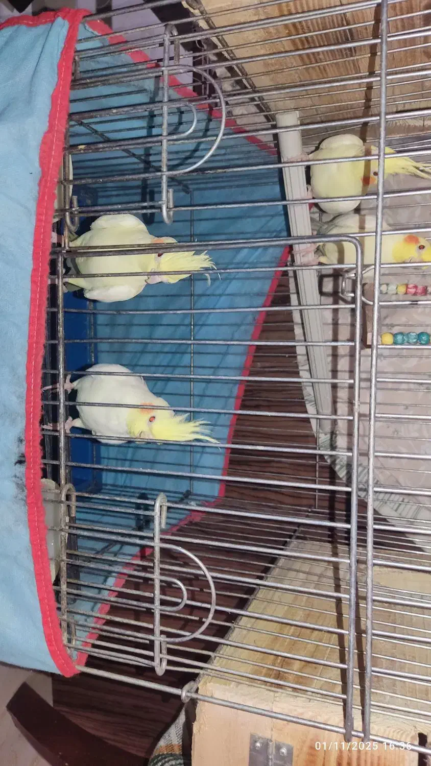 عروس هلندی|پرنده|شیراز, زرهی|دیوار