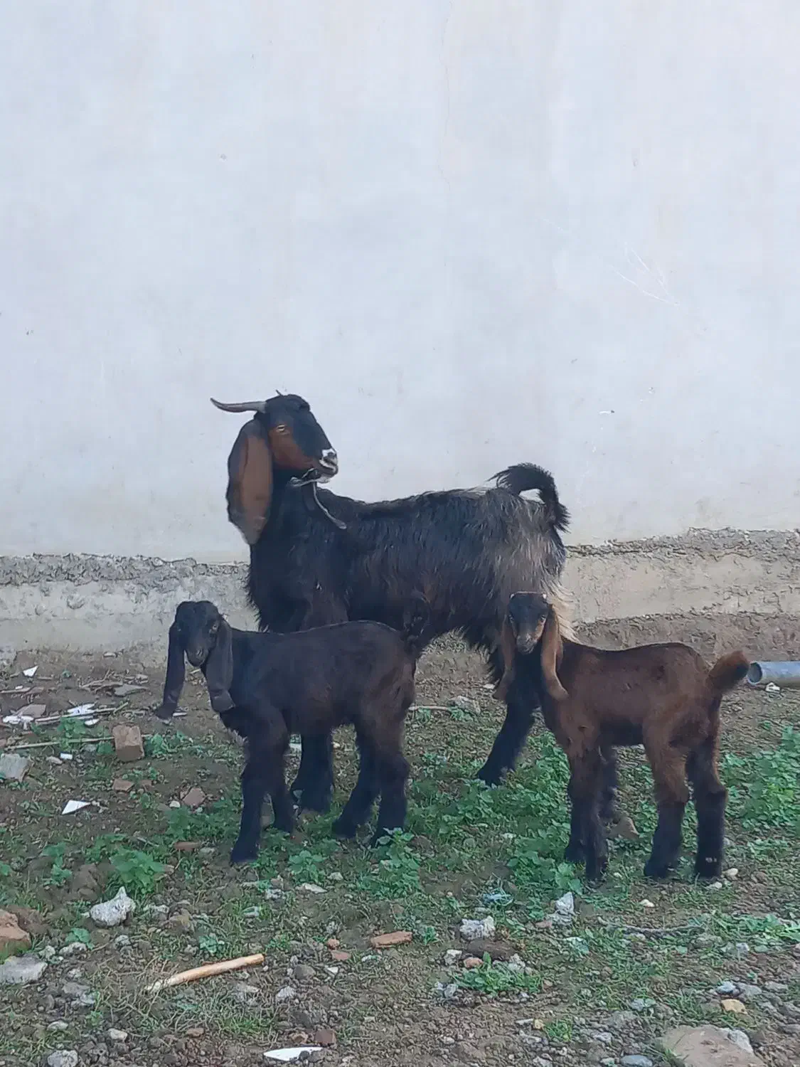 گوسفند بز بزغاله چاتمه|حیوانات مزرعه|سیمین شهر, |دیوار