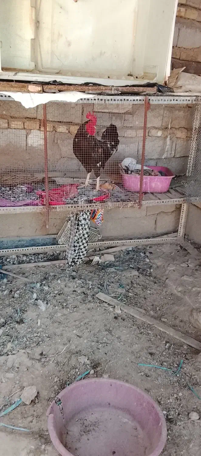 خروس عربی اصل|حیوانات مزرعه|حمیدیه, |دیوار