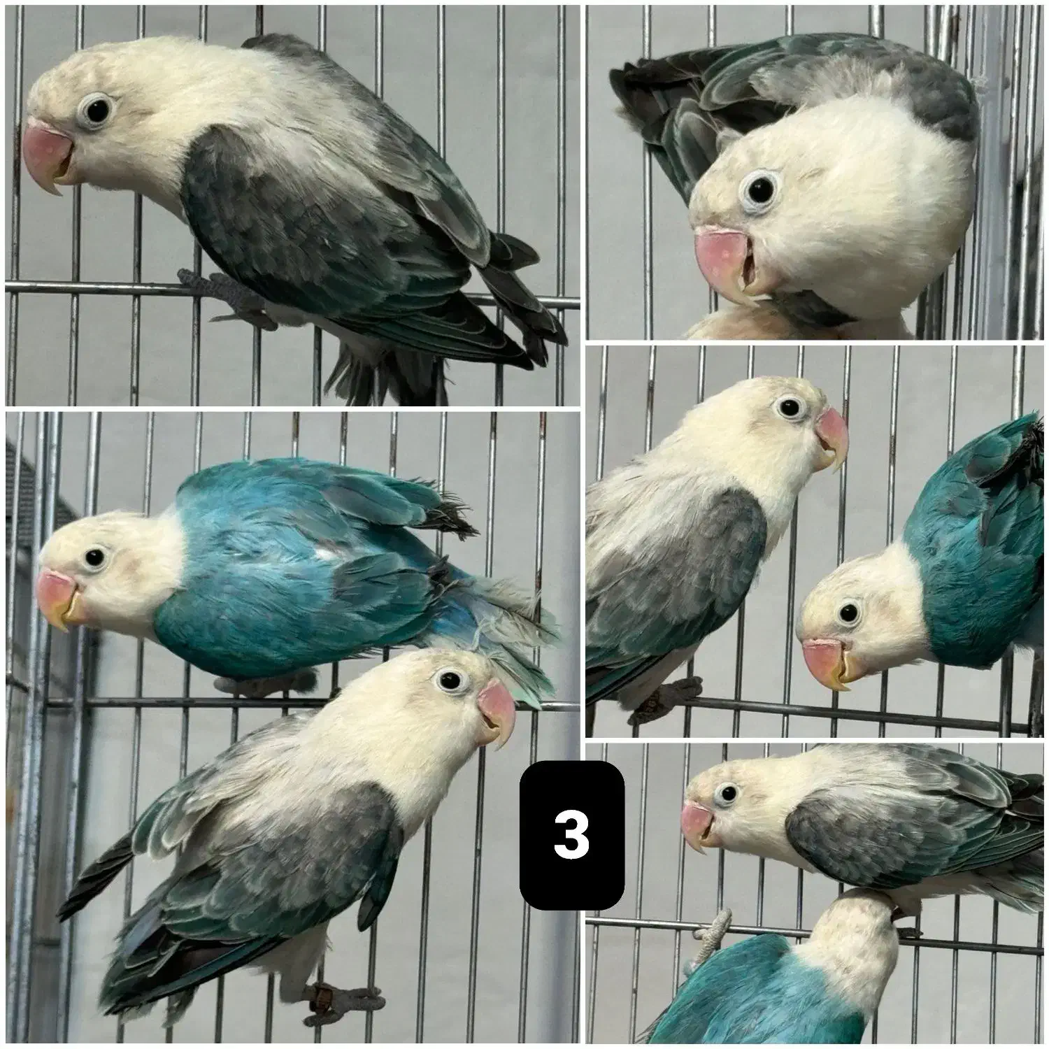 برزیلی اوپلاین|پرنده|رشت, امین الضرب|دیوار