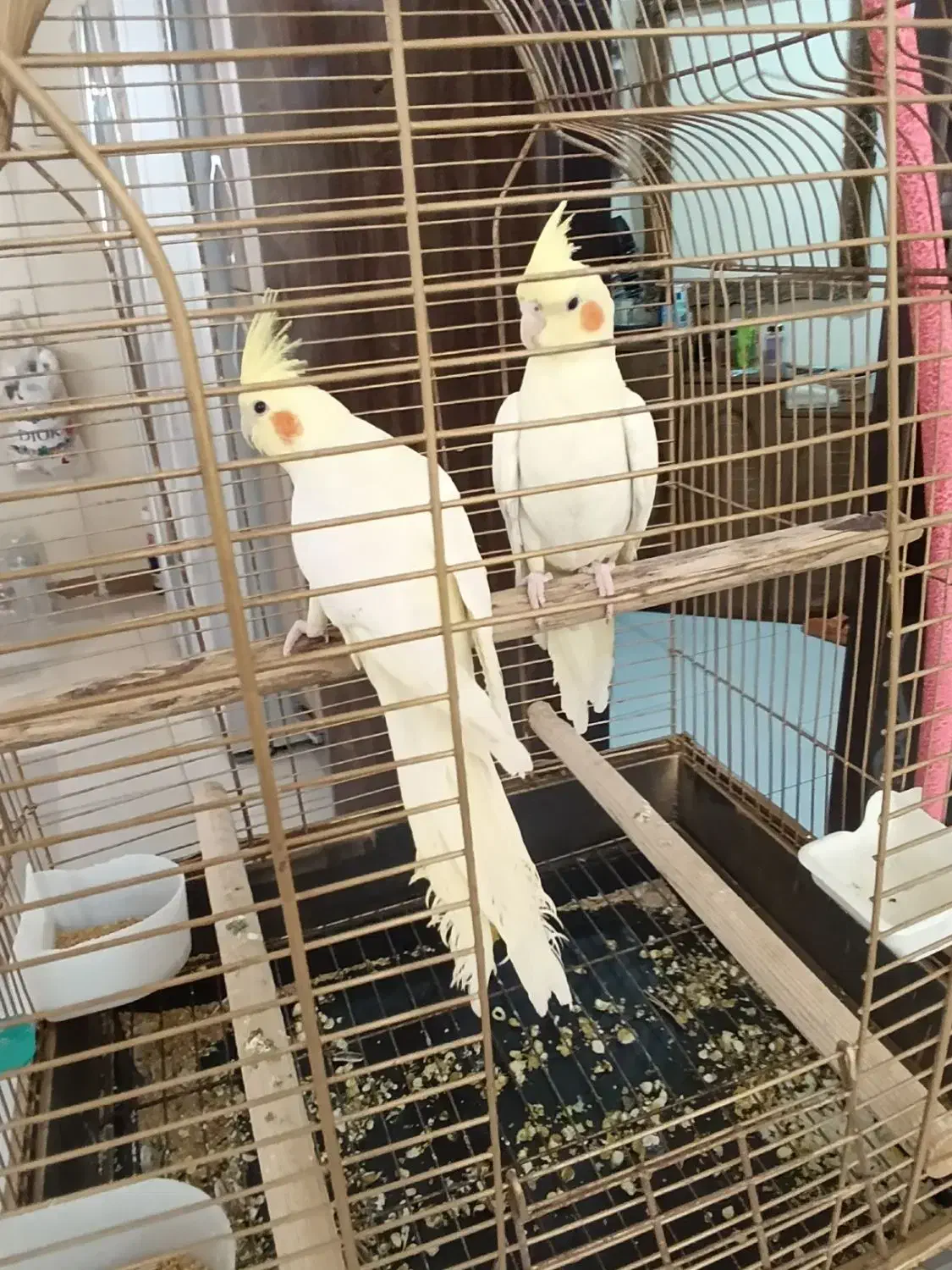 لوتینو تازه دونخور جوجه  سه ماه|پرنده|تهران, افسریه شمالی|دیوار