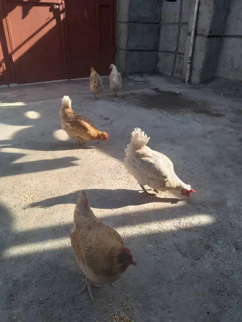 آگهی مرغ|پرنده|مارگون, |دیوار