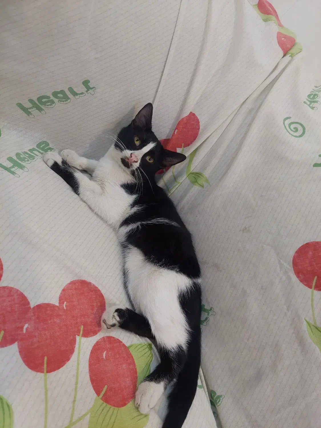 واگذاری توله گربه ۵ ماه|گربه|الوند, |دیوار