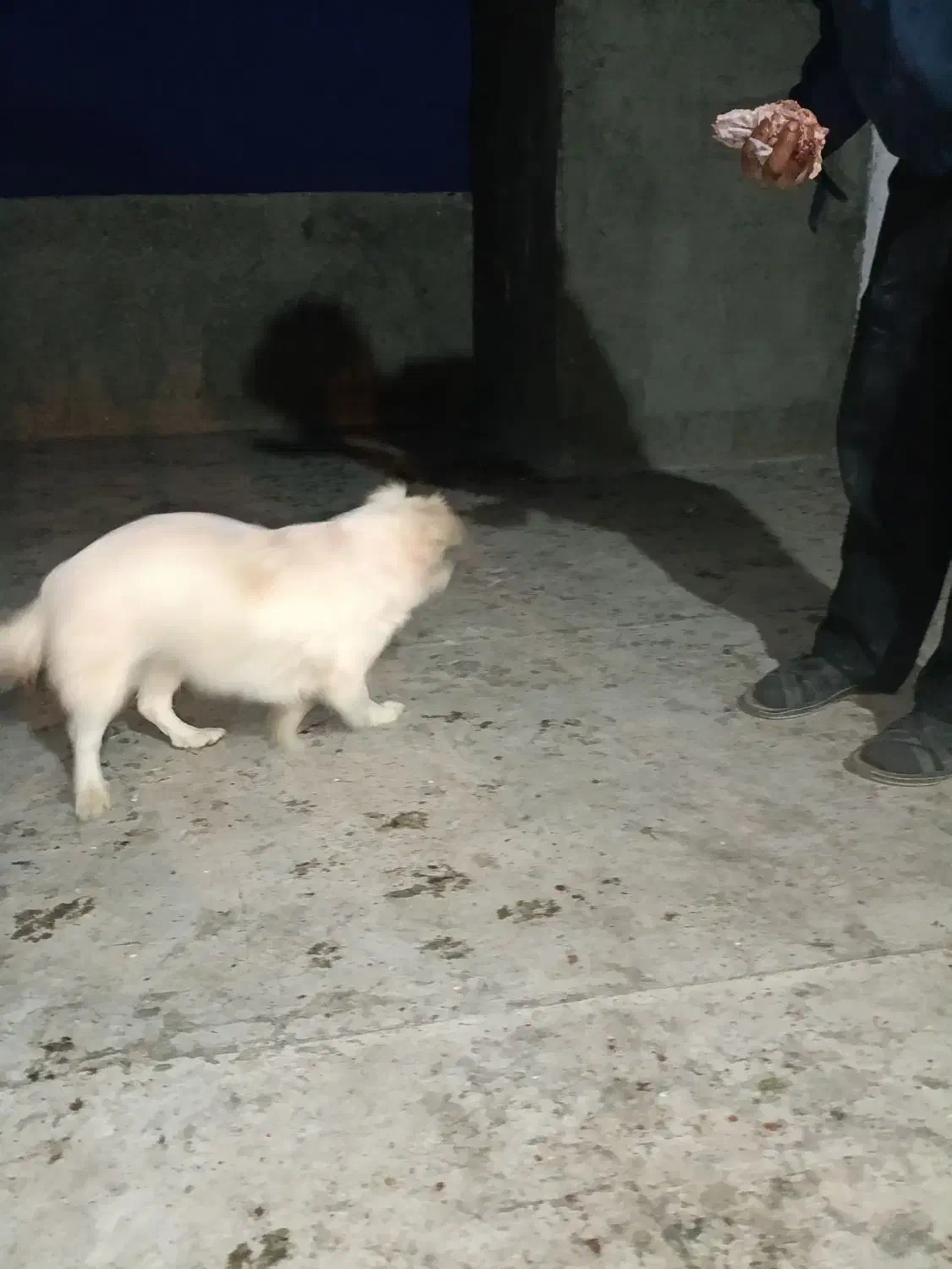 سگ ماده سفید|سگ|اراک, |دیوار