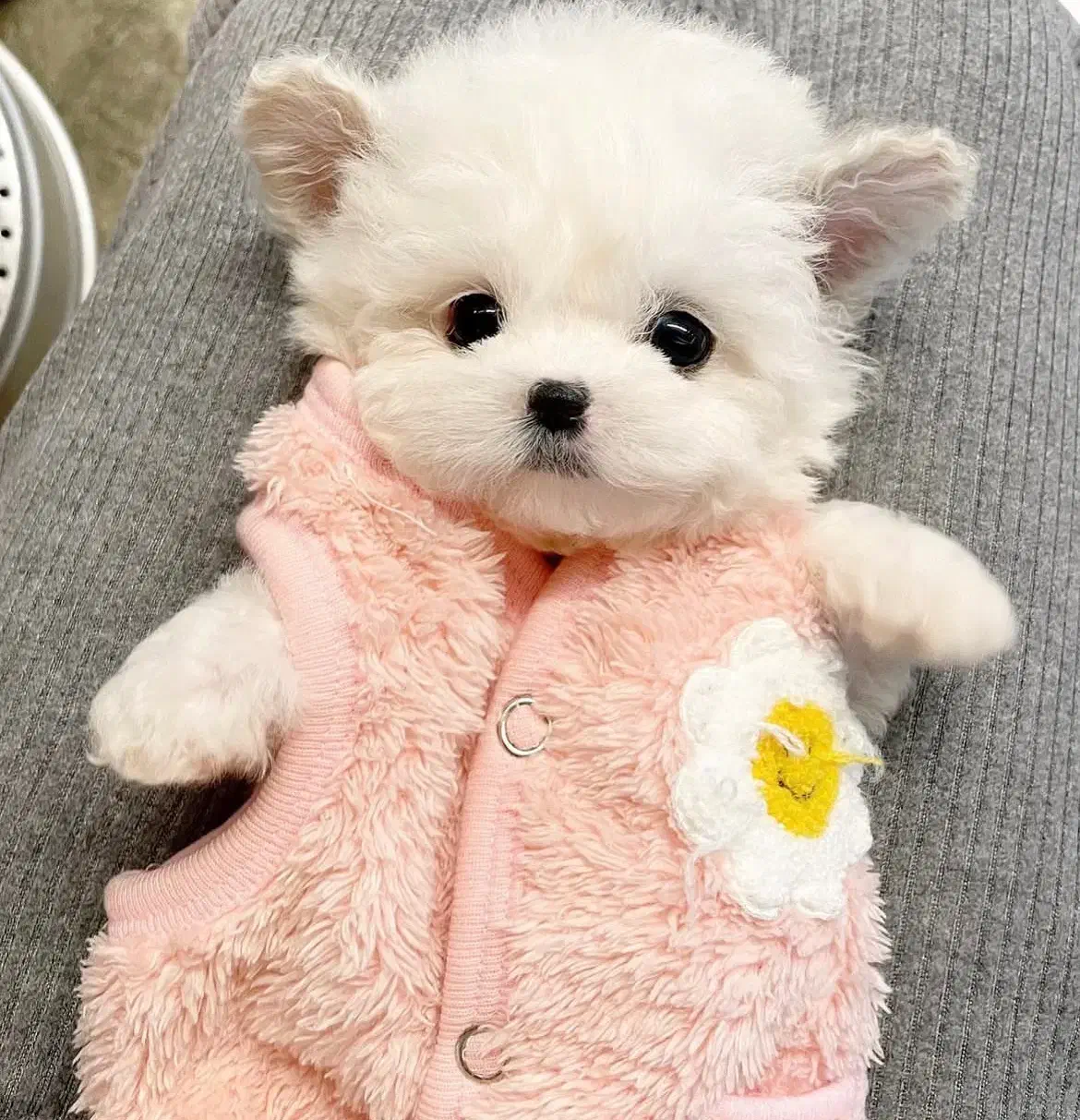 سگ پودل مالتیز عروسکی|سگ|تهران, منیریه|دیوار