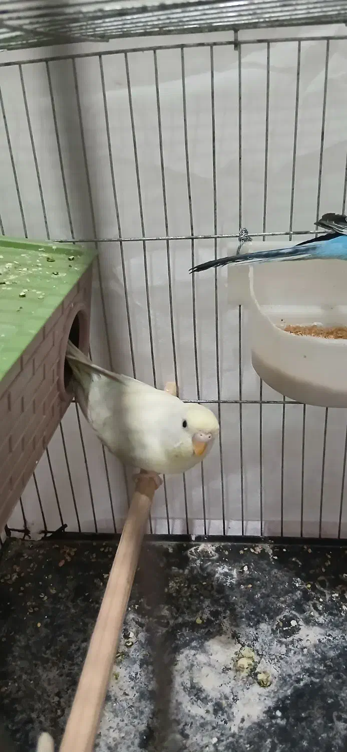 مرغ عشق|پرنده|قم, ولیعصر|دیوار