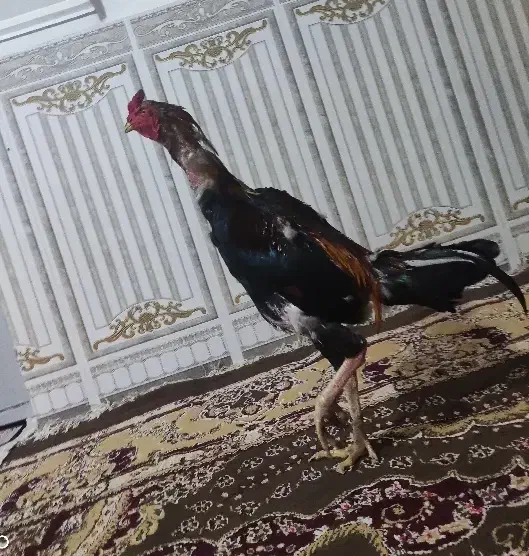 تخم لاری|حیوانات مزرعه|مزرعه کتول, |دیوار