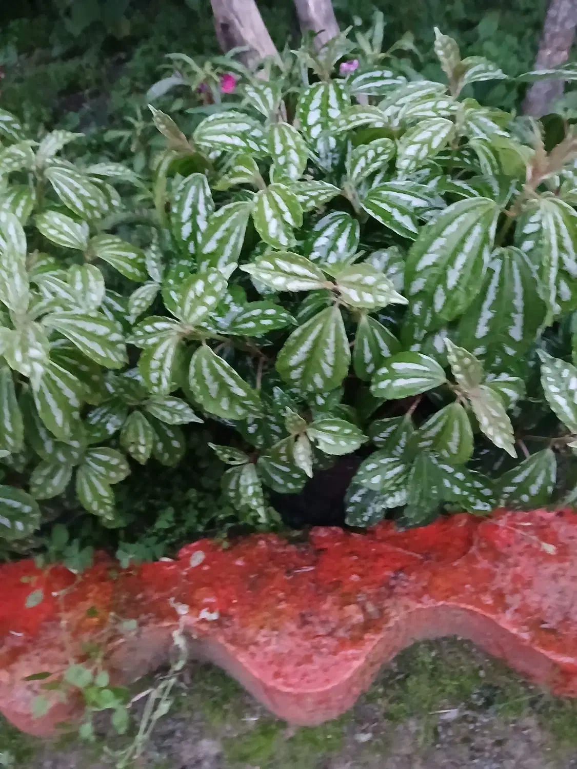 گلهای آپارتمانی|گل و گیاه طبیعی|اسالم, |دیوار