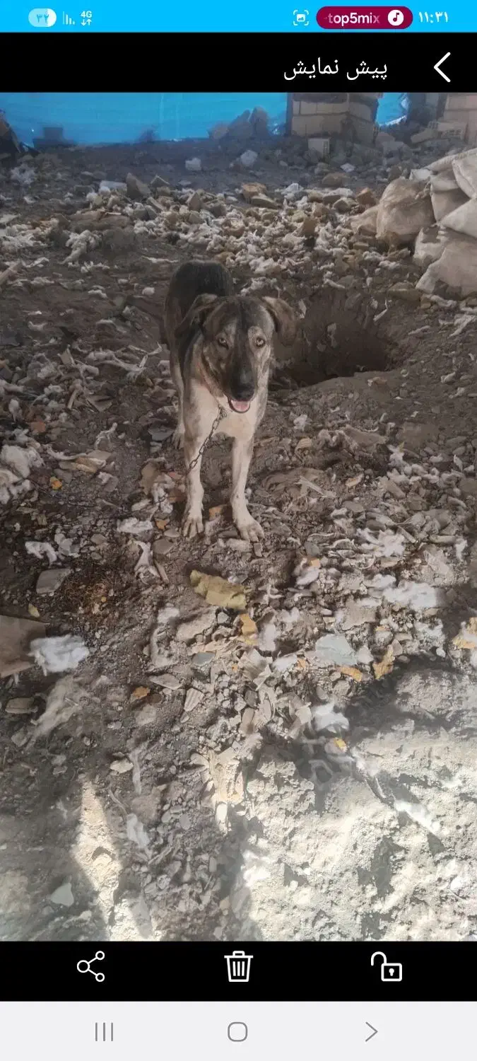 سگ گمشدهٔ|حیوانات|مشهد, الهیه|دیوار