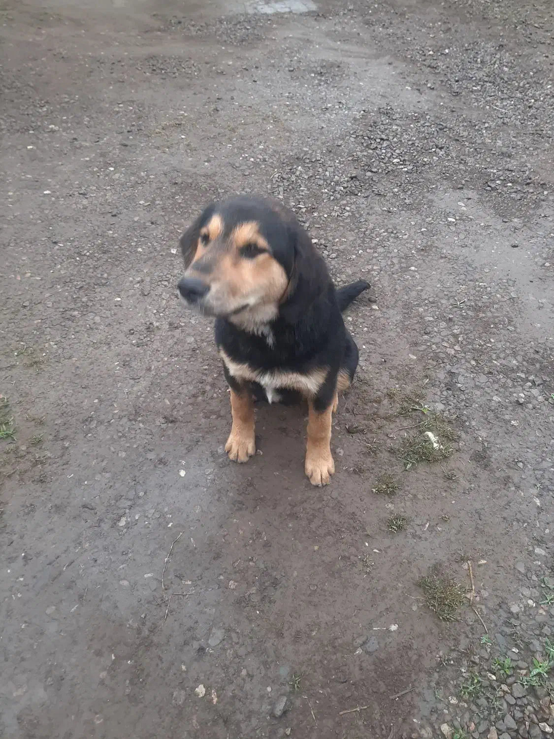 گم شده|حیوانات|رودسر, |دیوار