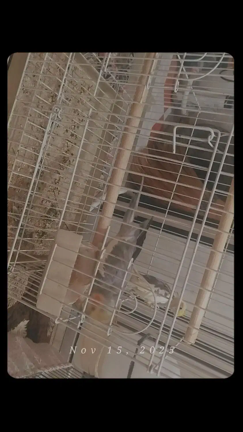 عروس هلندی|پرنده|نی‌ریز, |دیوار