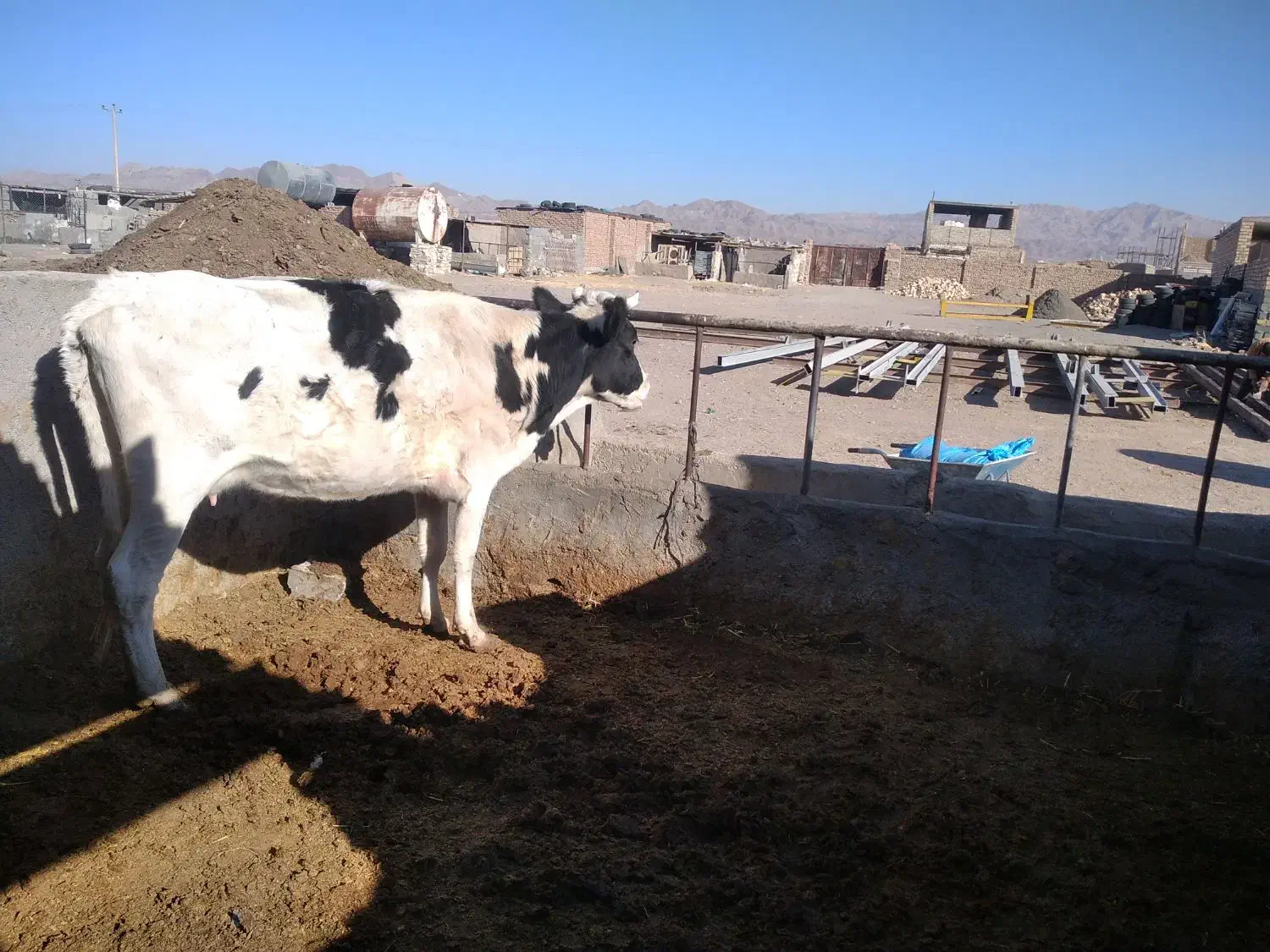 گاو با گوساله ی ماده|حیوانات مزرعه|بیرجند, |دیوار