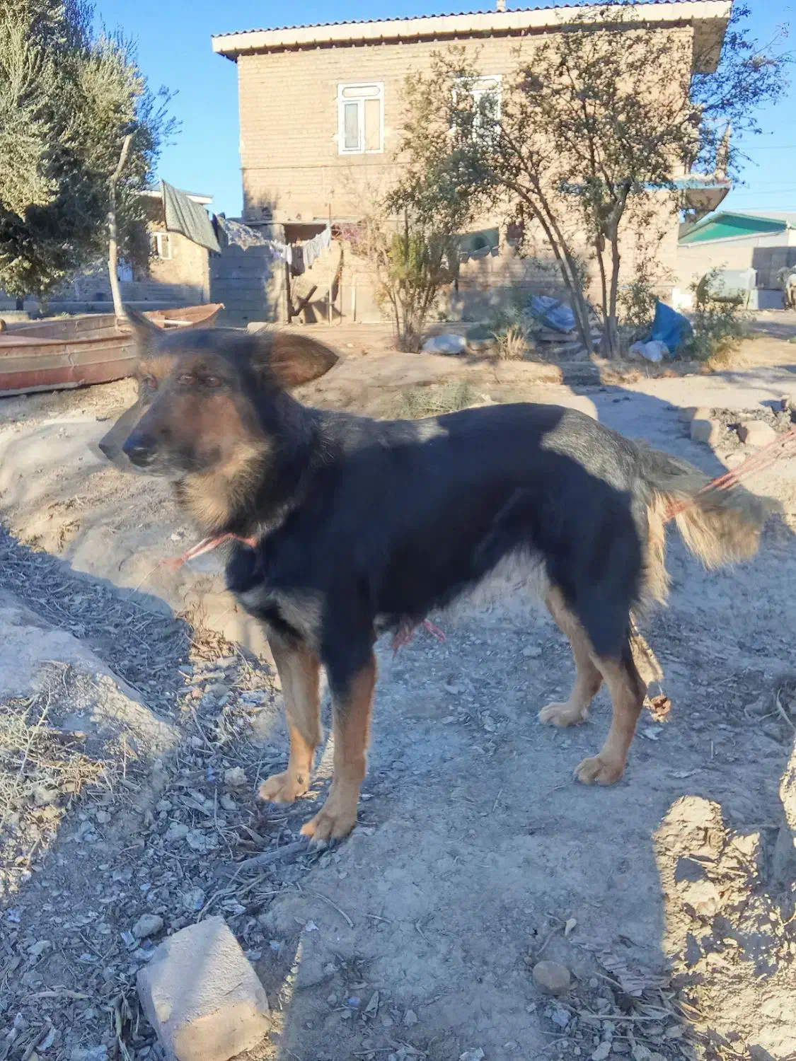 سگ هاسکی ژرمن.|سگ|گنبد کاووس, |دیوار