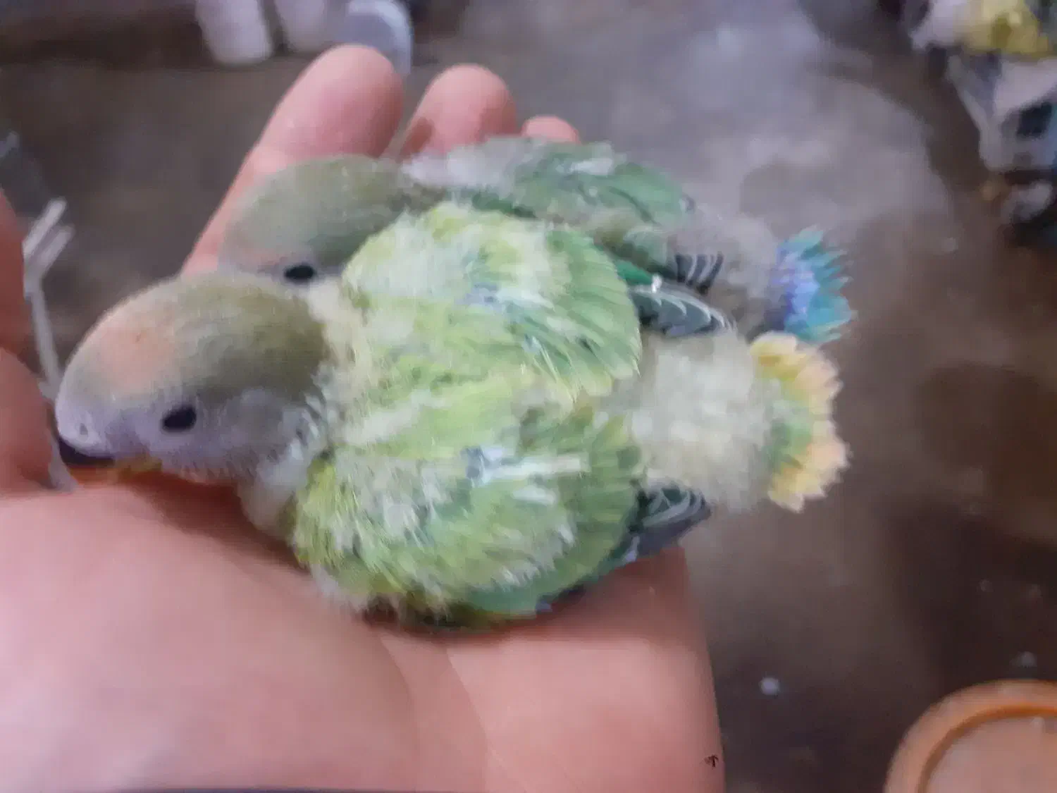 فروش جوجه طوطی برزیلی|پرنده|زنجان, |دیوار