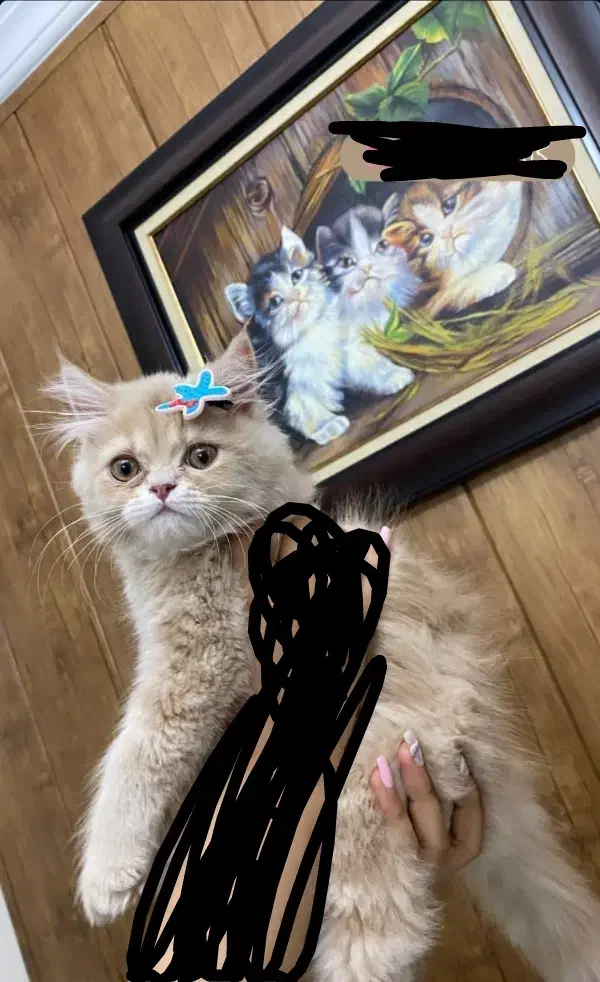 گربه اسکاتیش پرشین ۴ماهه|گربه|ارومیه, |دیوار