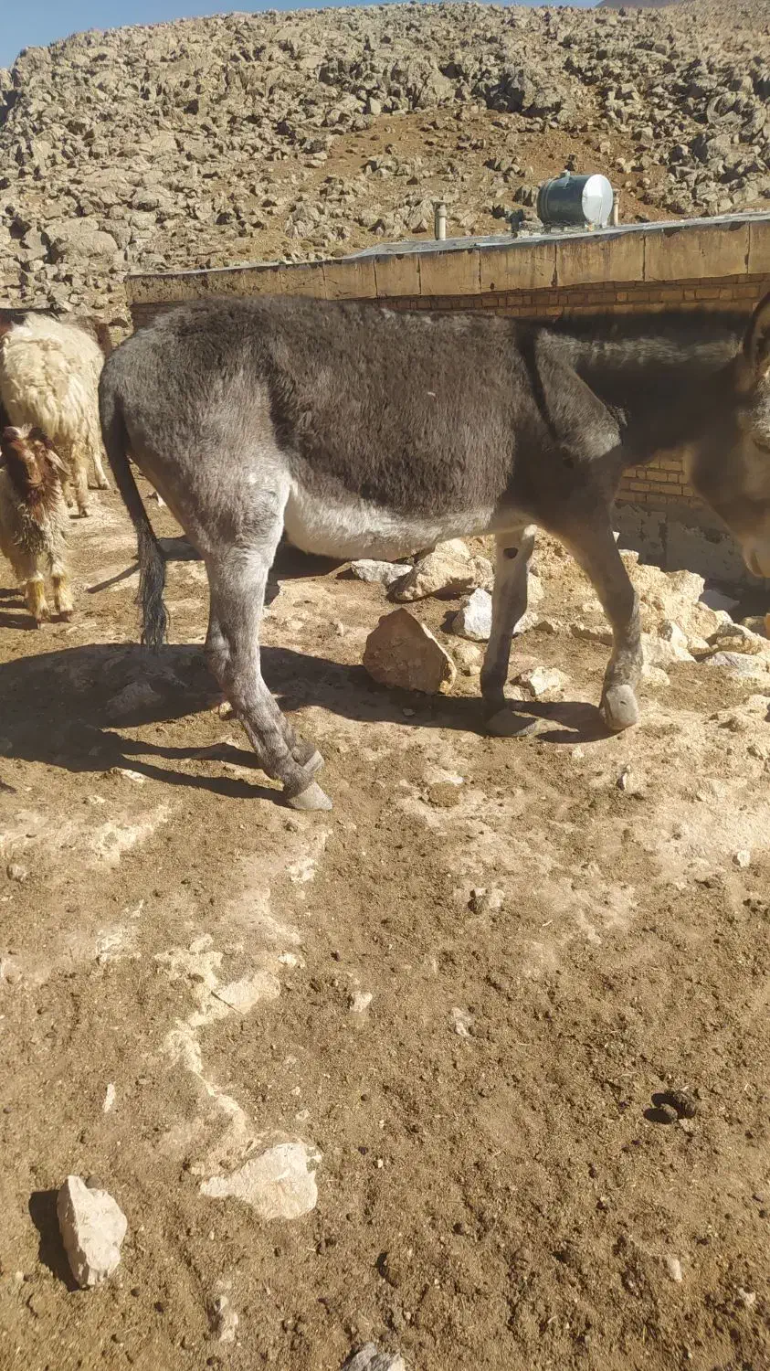 الاغ|حیوانات مزرعه|زاغه, |دیوار