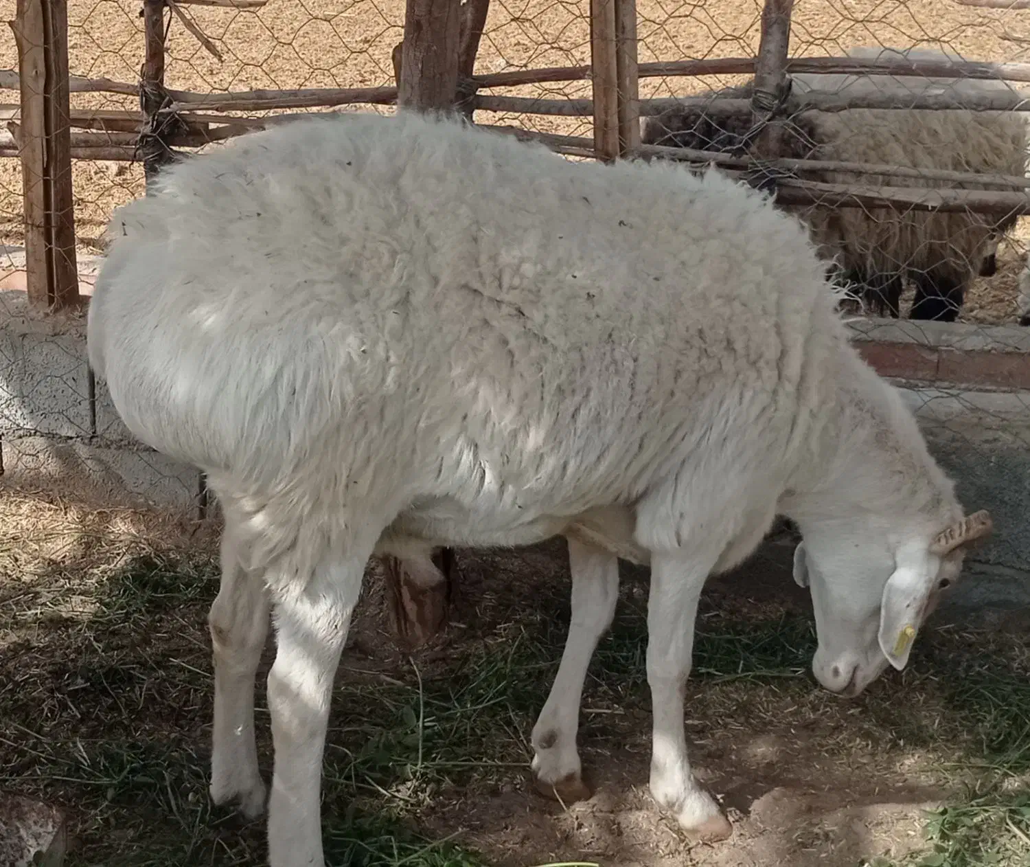 قوچ چینی کم یاب عالی مخصوص نسل گیری|حیوانات مزرعه|راین, |دیوار