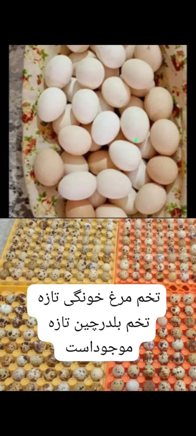 تخم مرغ خونگی تازه وتخم بلدرچین تازه|خوردنی و آشامیدنی|نجف‌آباد, شهدای غربی|دیوار