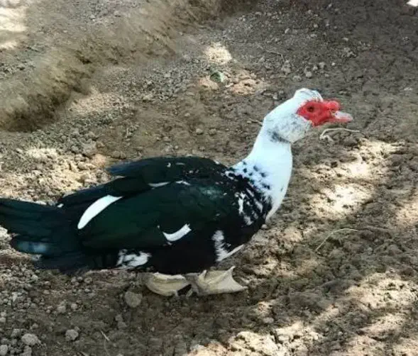 فروش اردک اسراییلی|حیوانات مزرعه|قمصر, |دیوار