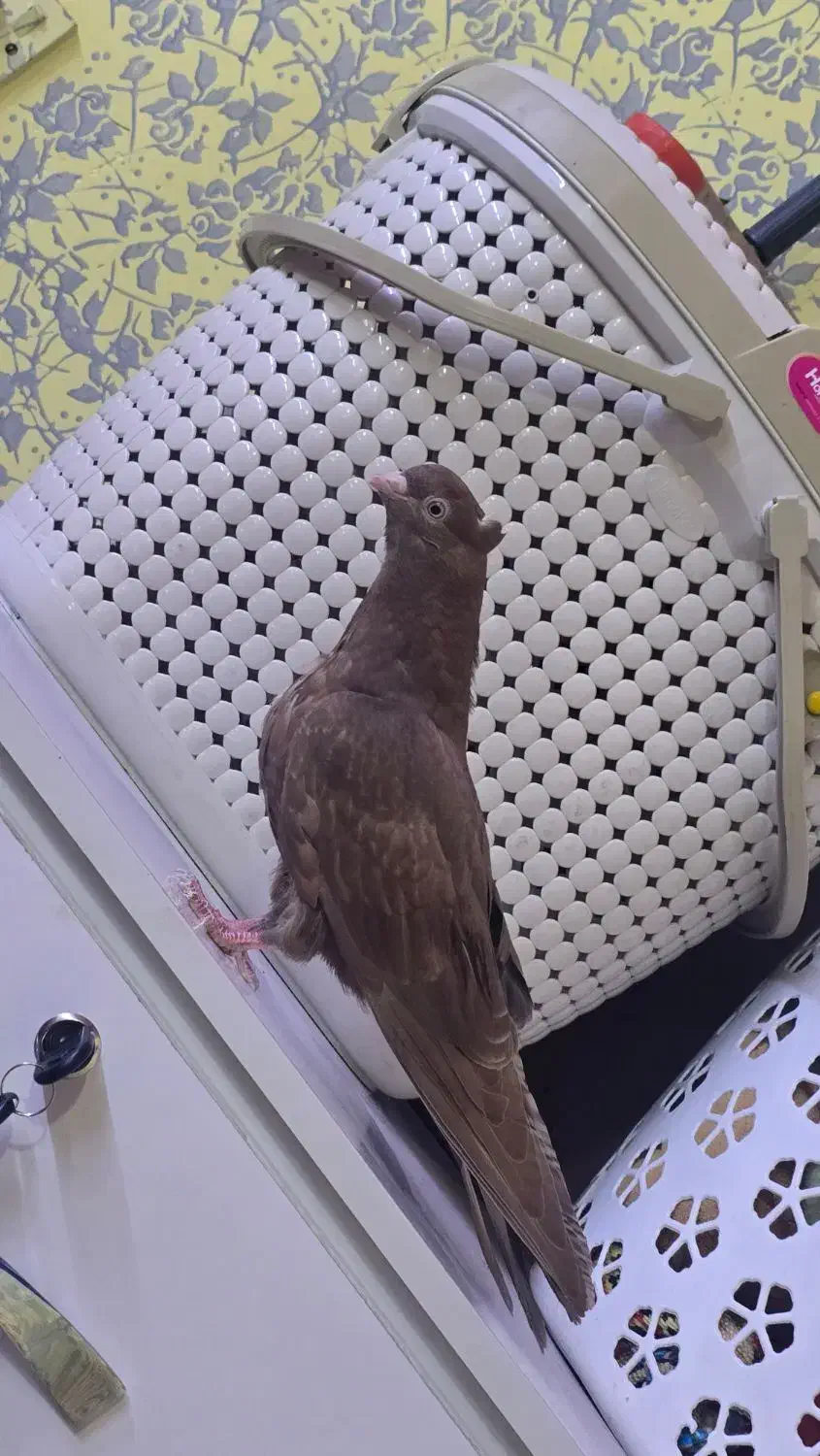 جوجه آبادنی|پرنده|اهواز, پردیس|دیوار