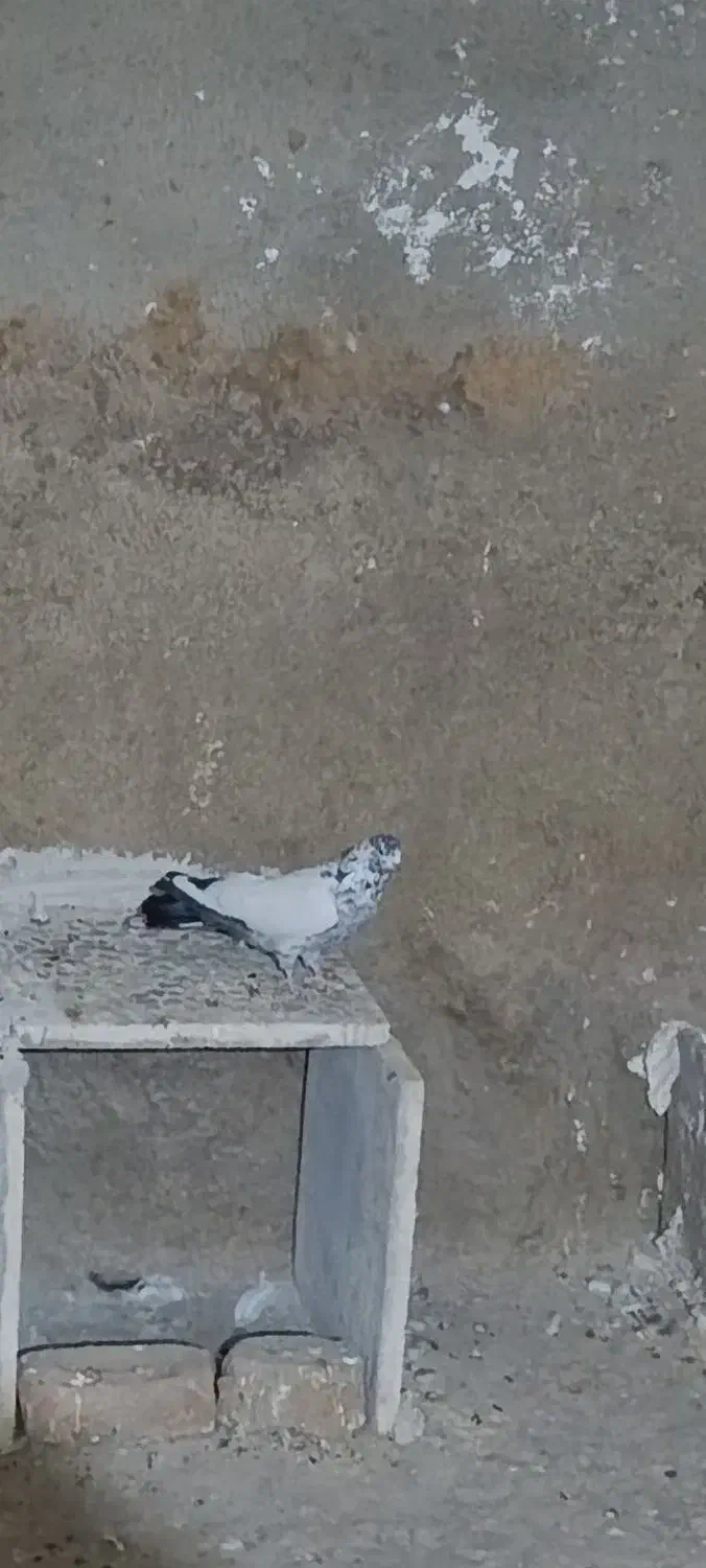 پرنده|پرنده|بروجرد, |دیوار