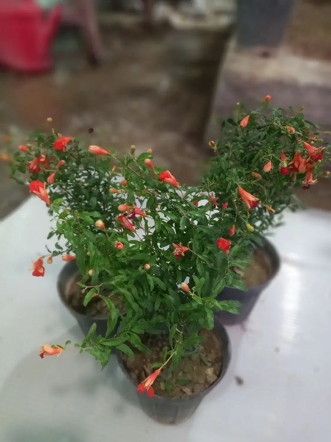 تخفیف  تا شب یلدا20درصد|گل مصنوعی|قم, چهل درخت‎|دیوار