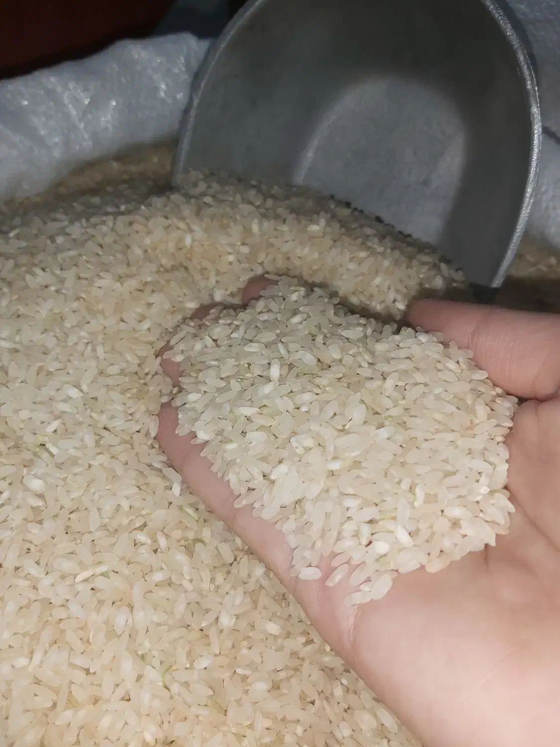 برنج کامفیروزی درجه یک به شرط پخت و تازه|خوردنی و آشامیدنی|شیراز, کوشک میدان|دیوار