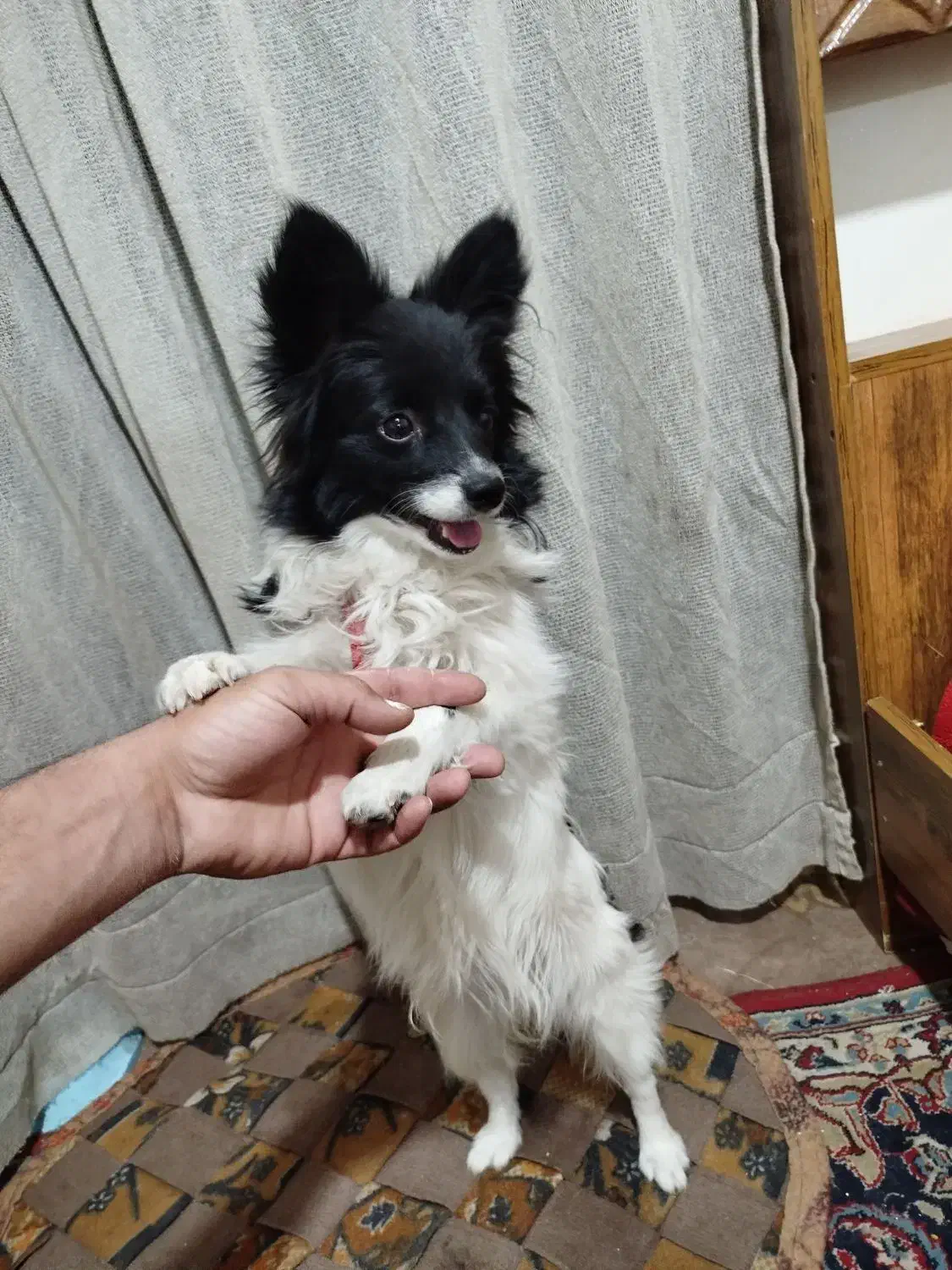 سگ شناسنامه دار|سگ|زاهدان, |دیوار