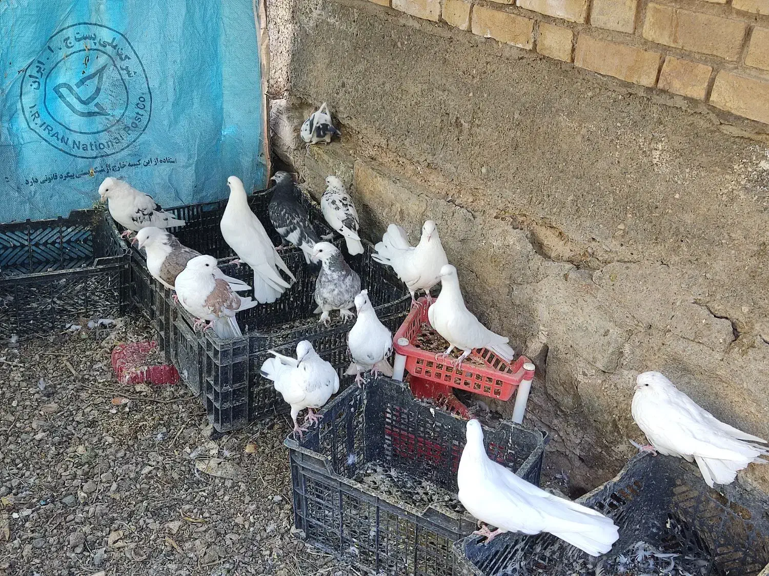 فروش تعدادی کبوتر|پرنده|دلیجان, |دیوار