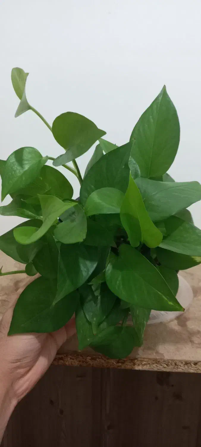 گلدان پتوس|گل و گیاه طبیعی|کرمان, |دیوار