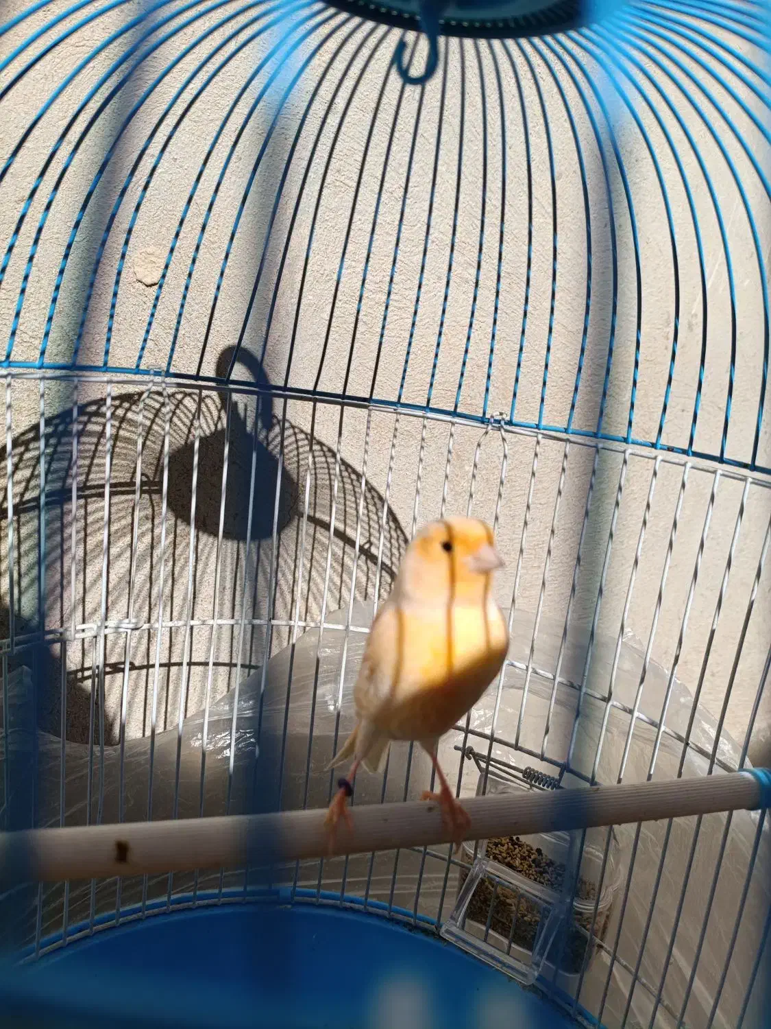 قناری نر|پرنده|سراوان, |دیوار