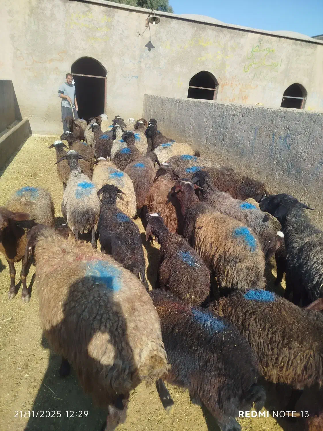 میش|حیوانات مزرعه|سلفچگان, |دیوار