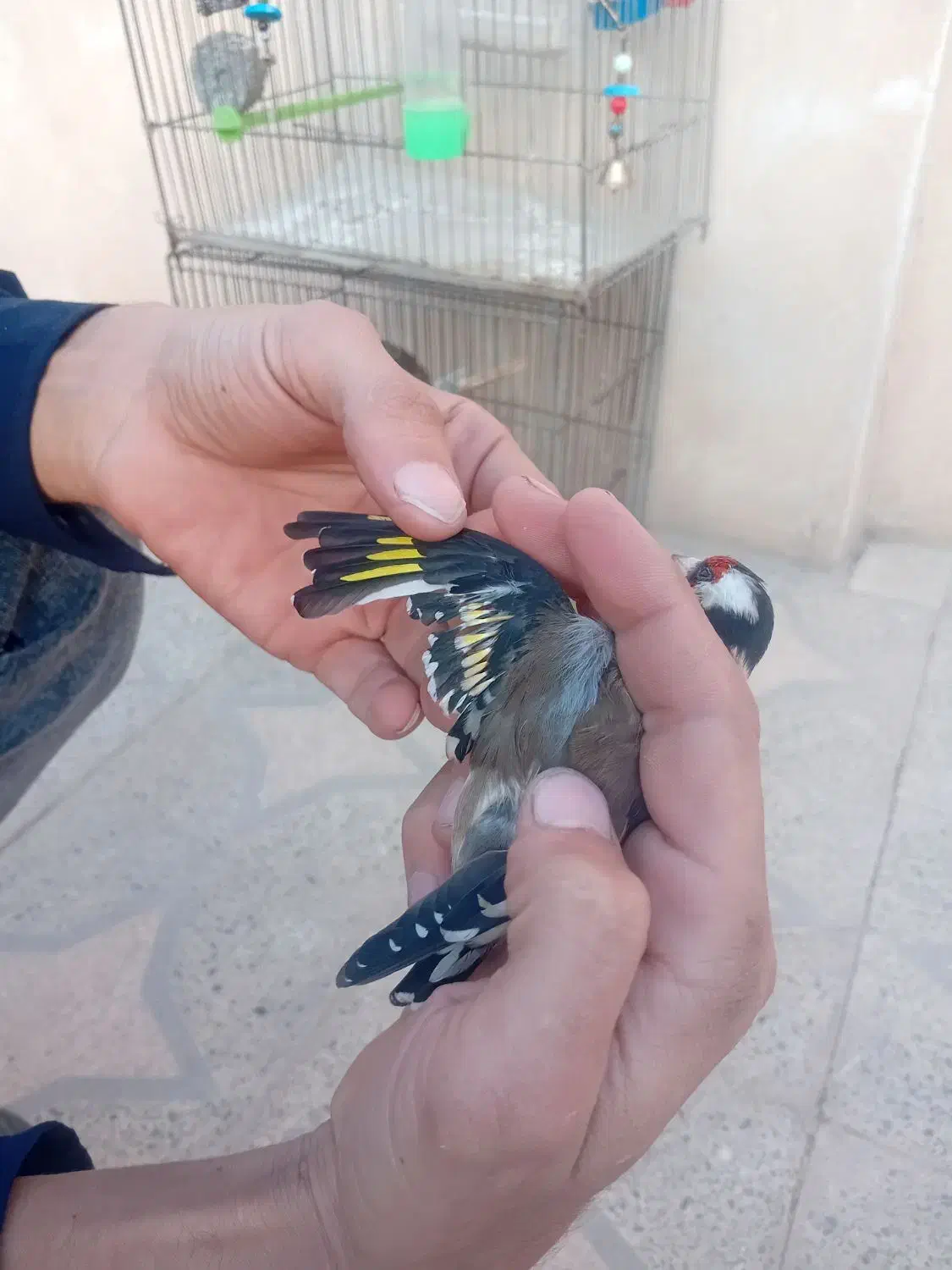 سهره نر|پرنده|خمینی‌شهر, |دیوار