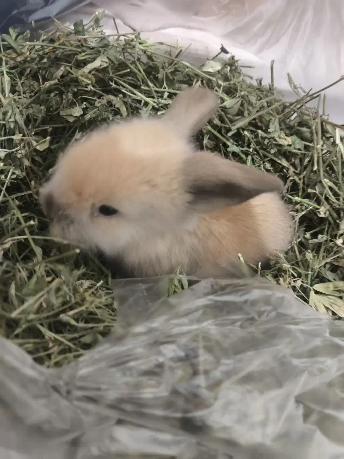 .یونجه خشک|لوازم جانبی حیوانات|مشهد, کارگران|دیوار