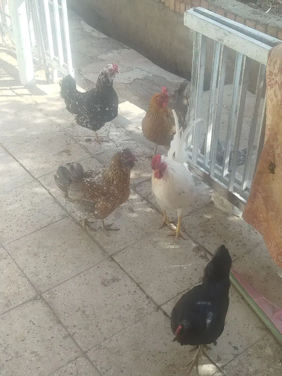 مرغ گلین|حیوانات مزرعه|کوهسار (البرز), |دیوار