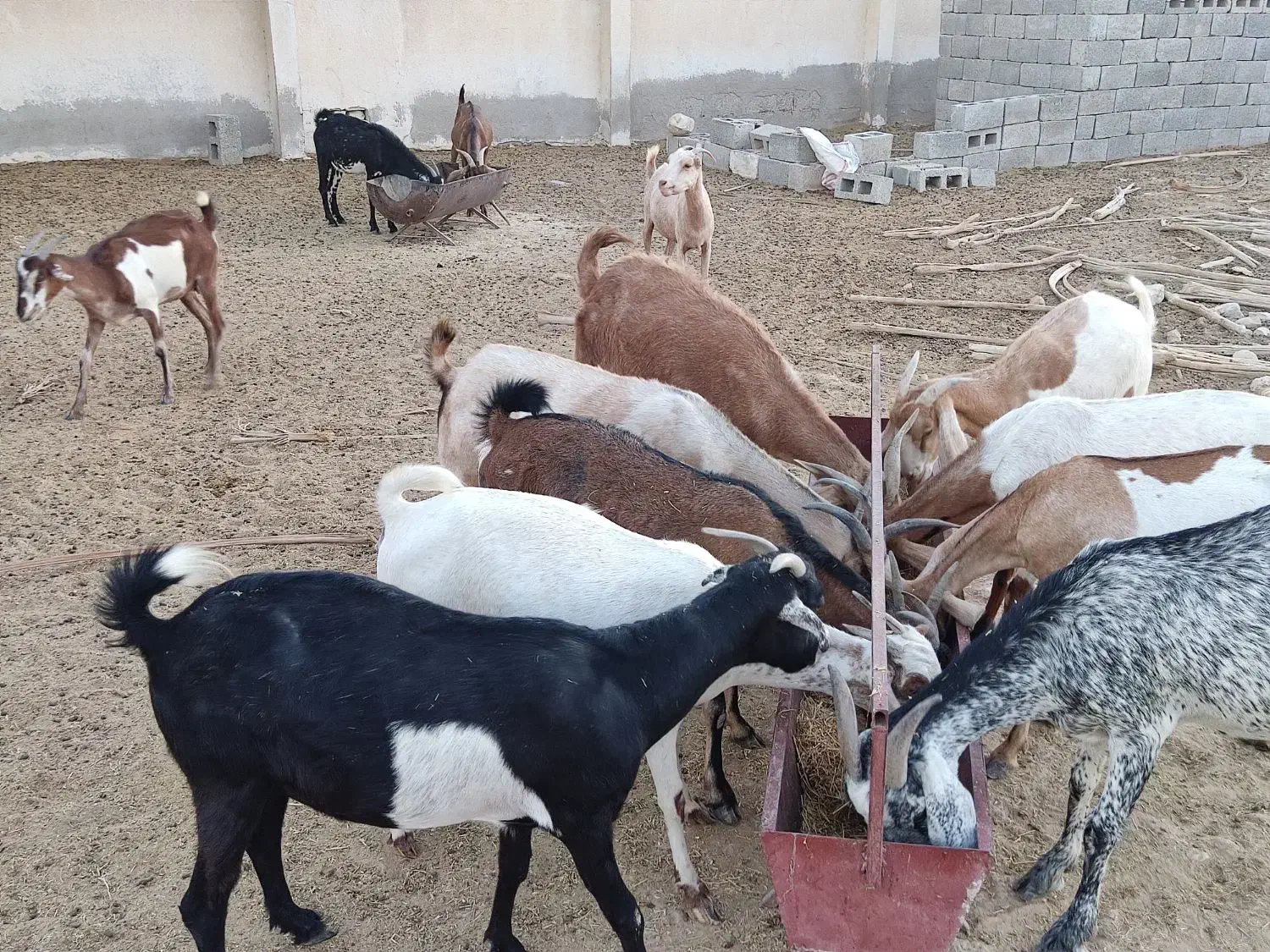 بز فروشی چاق|حیوانات مزرعه|بستک, |دیوار