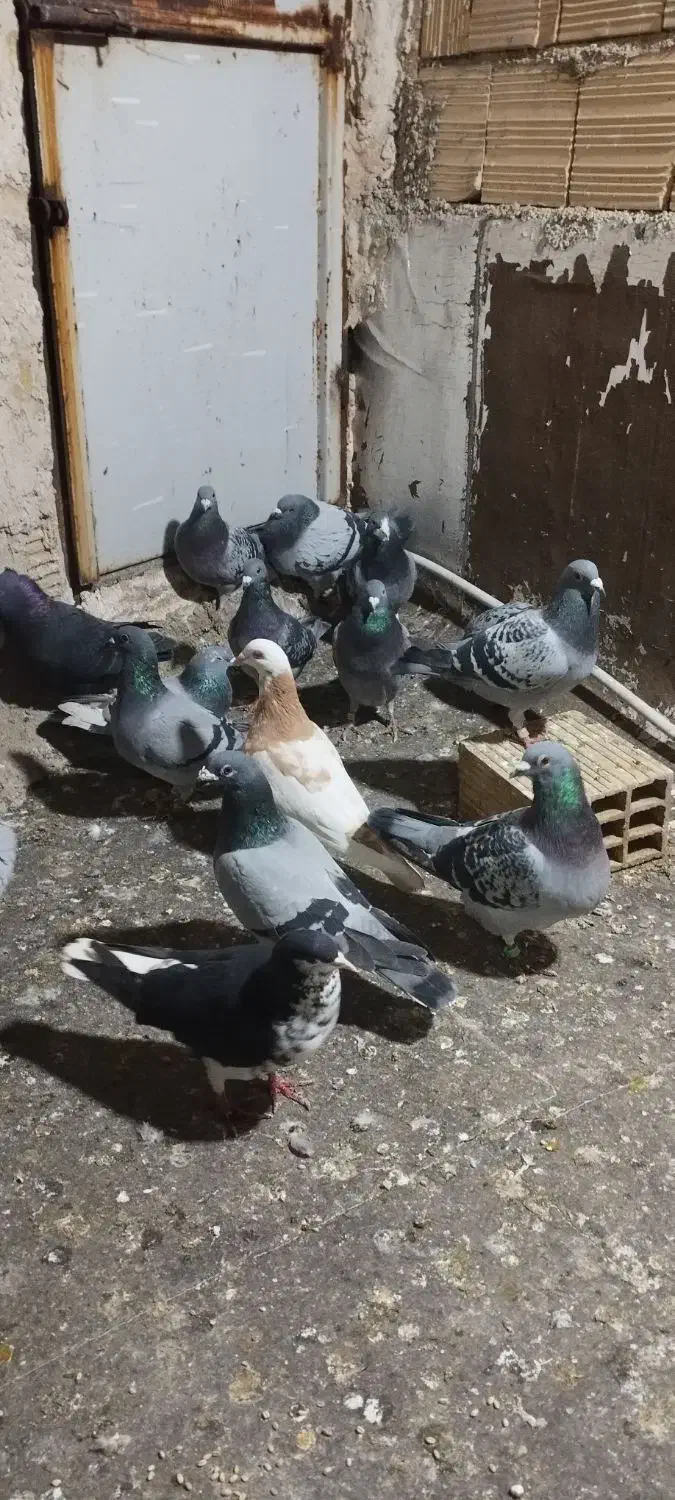 کفتر|پرنده|شیراز, شهرک ترکان|دیوار