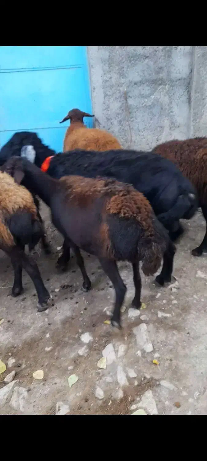 میش قزل|حیوانات مزرعه|خلخال, |دیوار