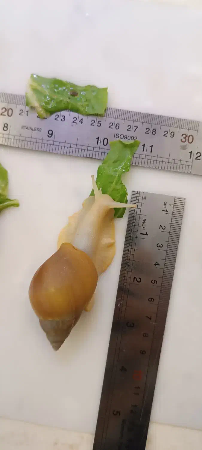 فروش حلزون تراپی (آلبینو)|خزنده|دماوند, گیلاوند|دیوار