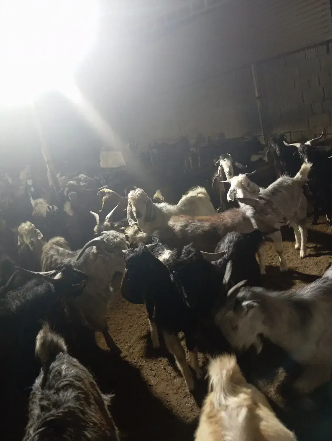 کهره|حیوانات مزرعه|شبانکاره, |دیوار