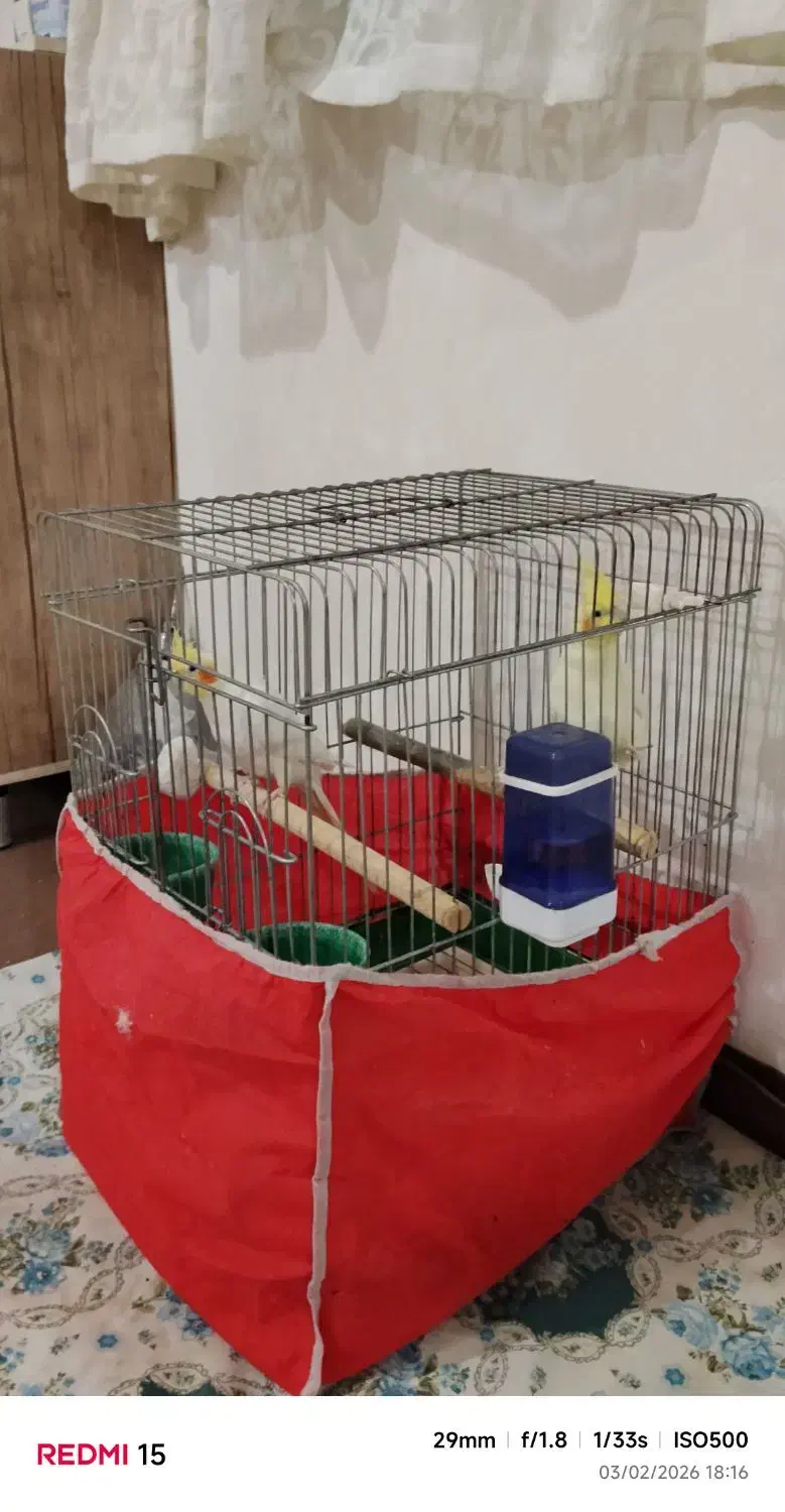 عروس هلندی|پرنده|تاکستان, |دیوار