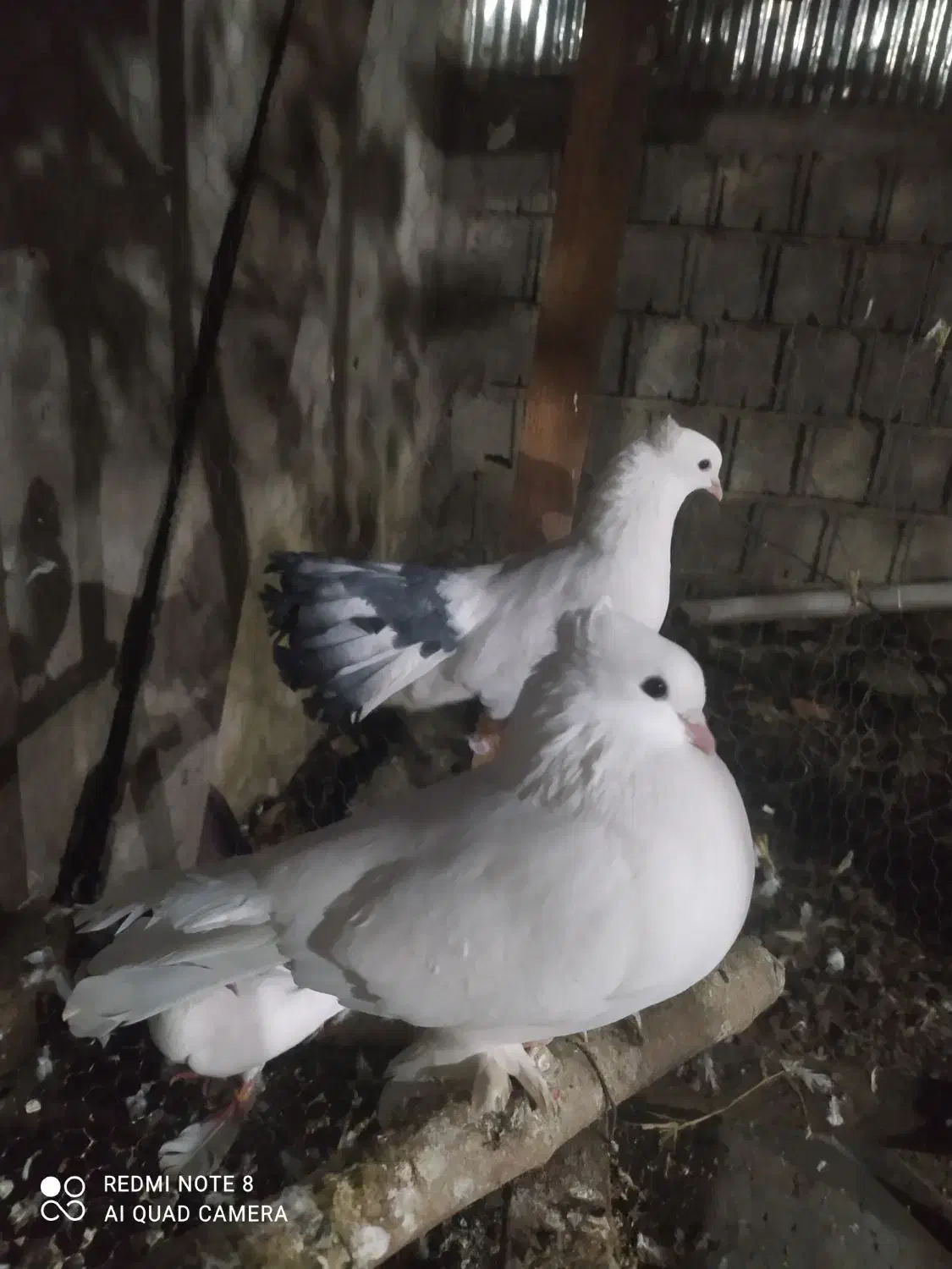 کبوتر تزیینی کاکل و پرشی|پرنده|کلاچای, |دیوار