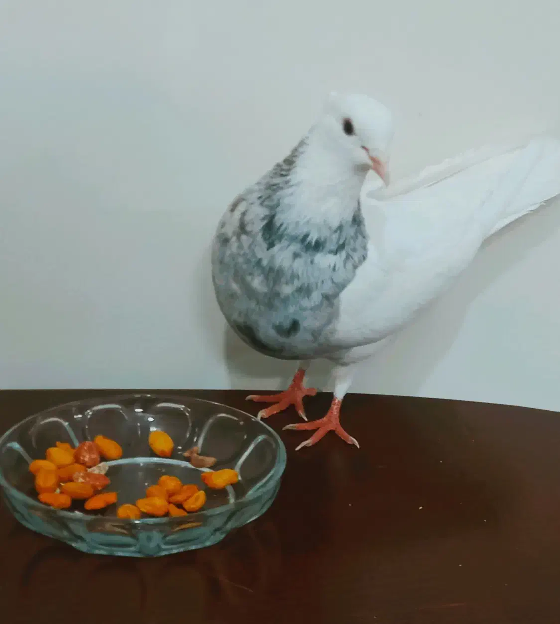 مفلق طوقی کاکلی پالخت طوقی زریین وسرخخالسیاه|پرنده|برخوار, |دیوار