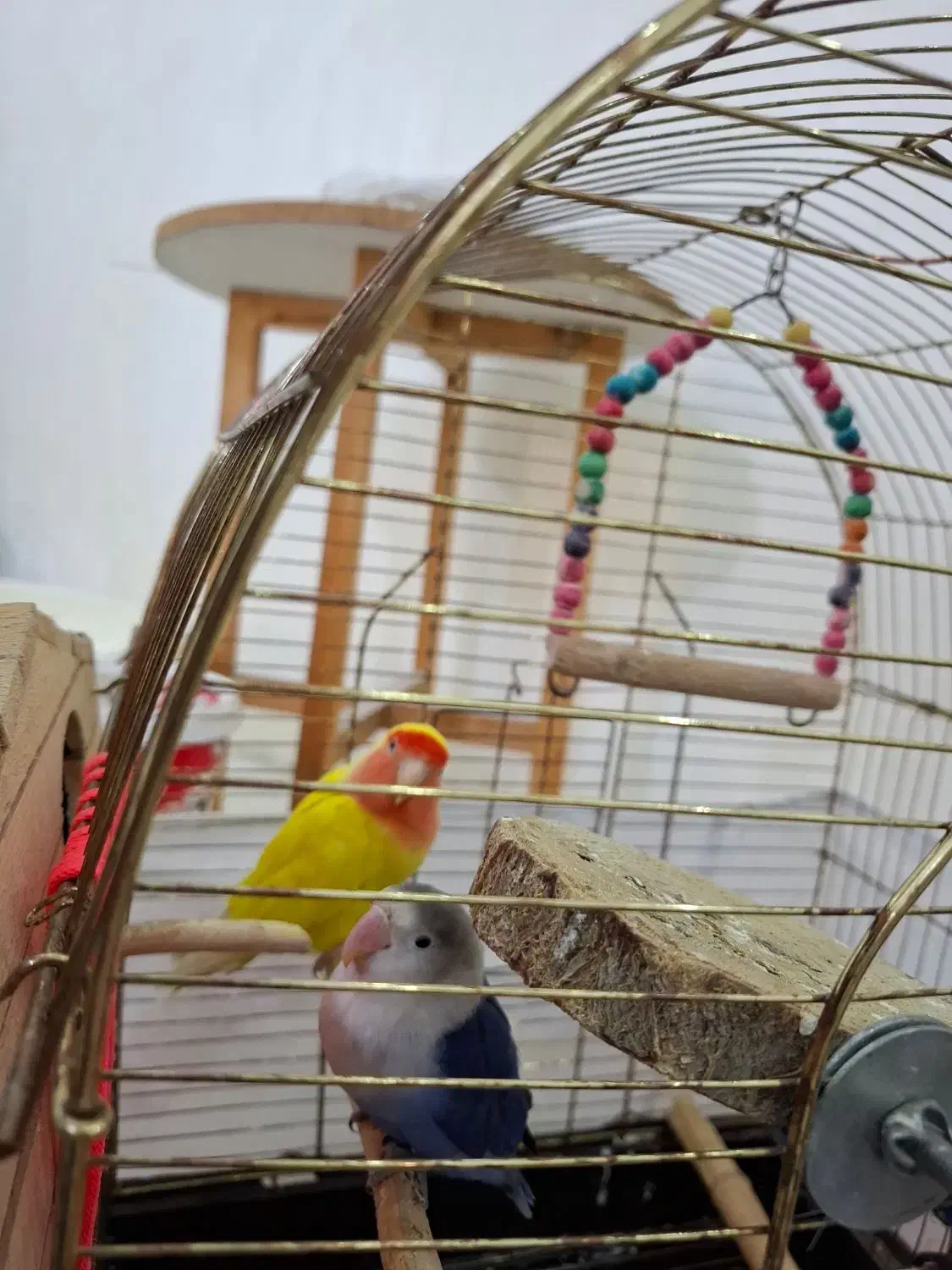 طوطی برزیلی مولد|پرنده|کرج, ساسانی (قلمستان)|دیوار