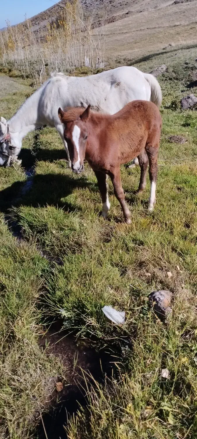 قیمت ۴۵۰۰۰۰۰۰میلیون|اسب و تجهیزات اسب‌سواری|اردبیل, |دیوار