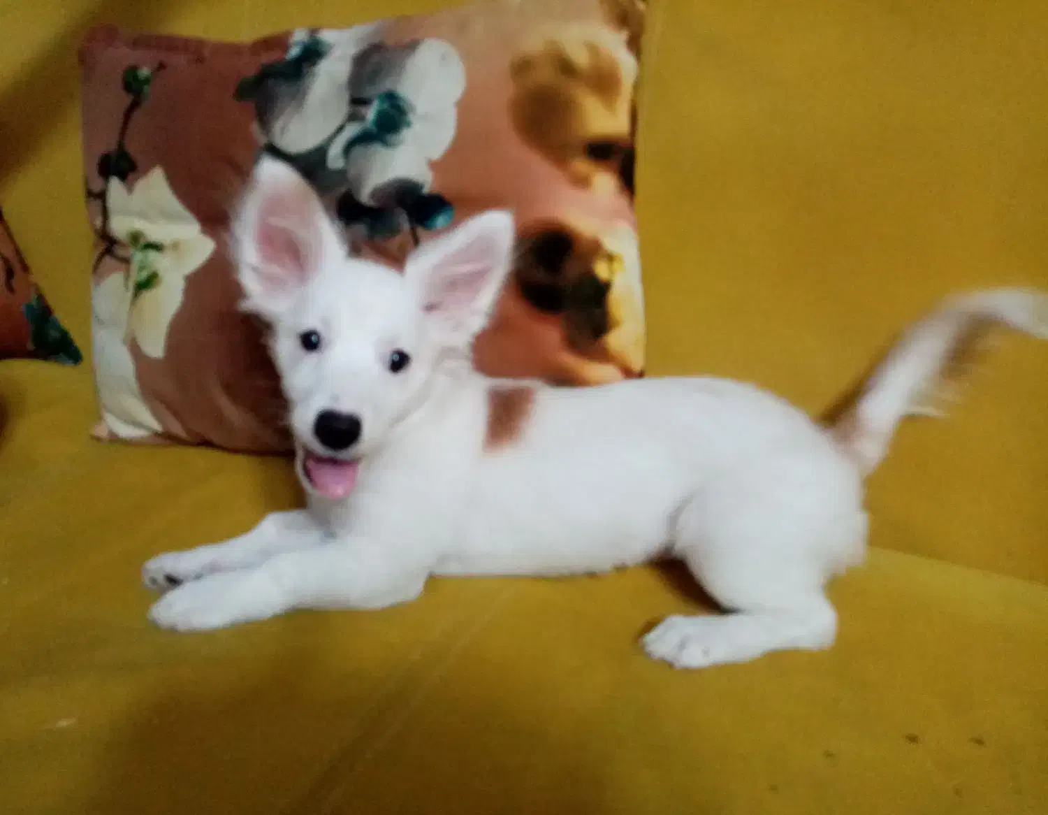 سگ بازیگوش|سگ|نیشابور, دارایی|دیوار